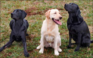 2006 teamsmartdog